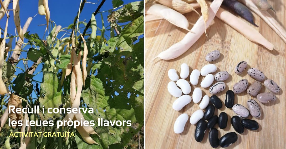 Recull i conserva les teves pròpies llavors Recull i conserva les teves pròpies llavors
