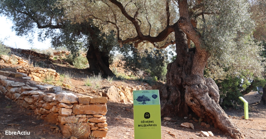 Aprovada la Llei de protecci de les oliveres monumentals