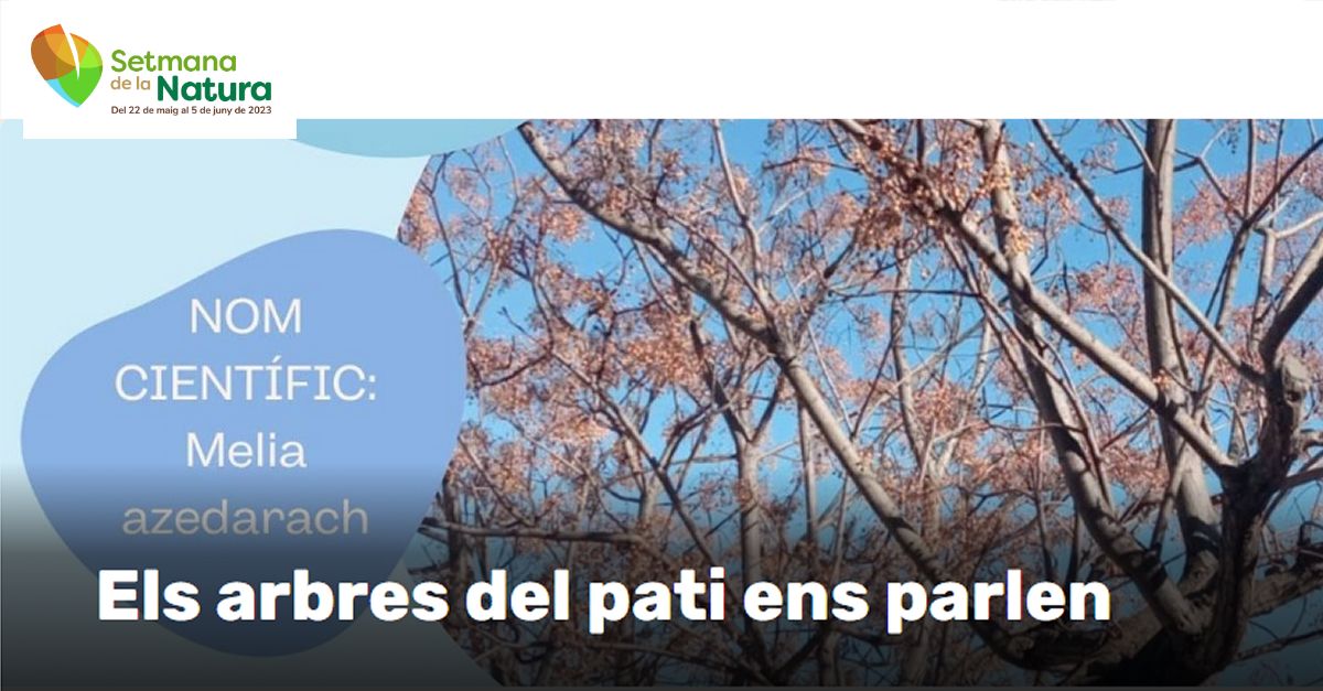Setmana de la Natura: Los �rboles del patio nos hablan