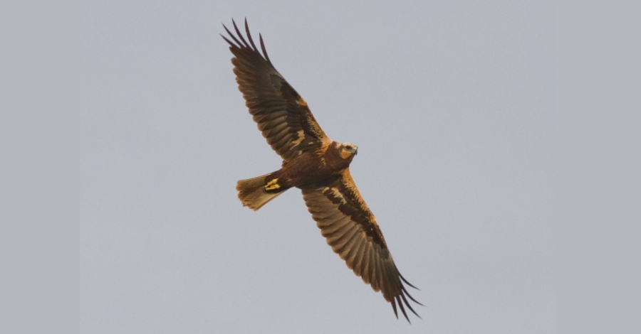 L’arpella comuna torna a criar al Parc Natural del Delta de l’Ebre desprs de 40 anys