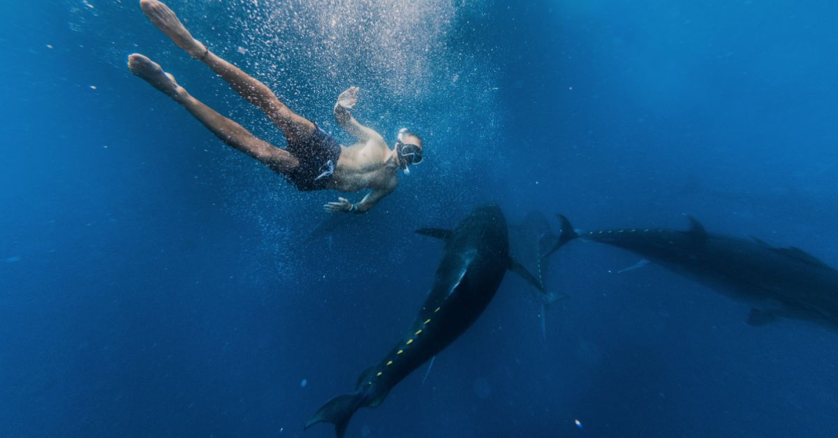 Arranca la 12a temporada de Tuna Tur a lAmetlla de Mar