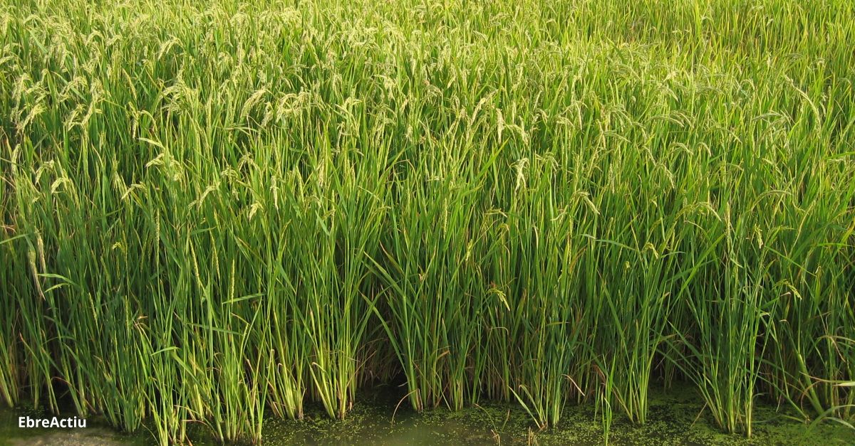 El cultiu ecolgic de larrs permet un control biolgic de la plaga de quironmids ms eficient