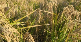 Montsi�: Arroz Km 0