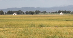Montsi�: Arroz Km 0