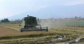 Montsi�: Arroz Km 0