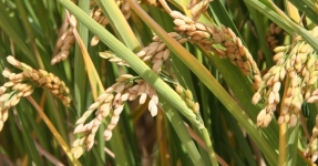 Montsi�: Arroz Km 0