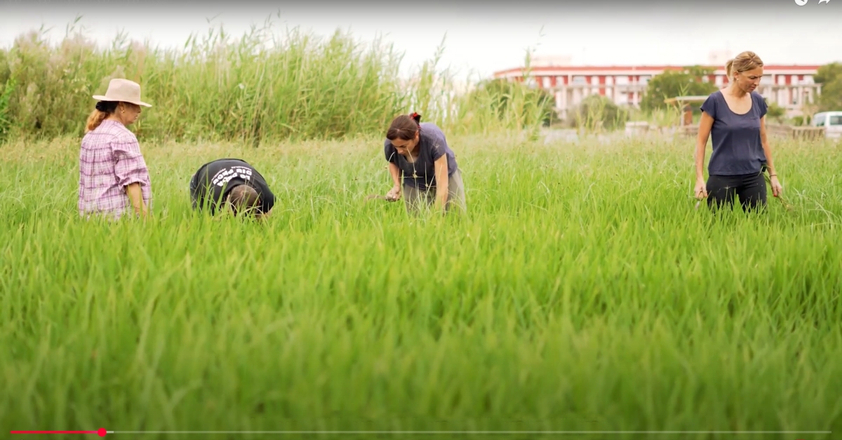 Ja est diponible a YouTube el documental Arrs, la sang del Delta