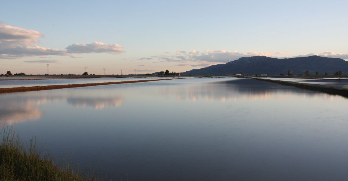 Assecar els arrossars desprs de collir redueix les emissions de met, per perjudica les aus aqutiques del Delta