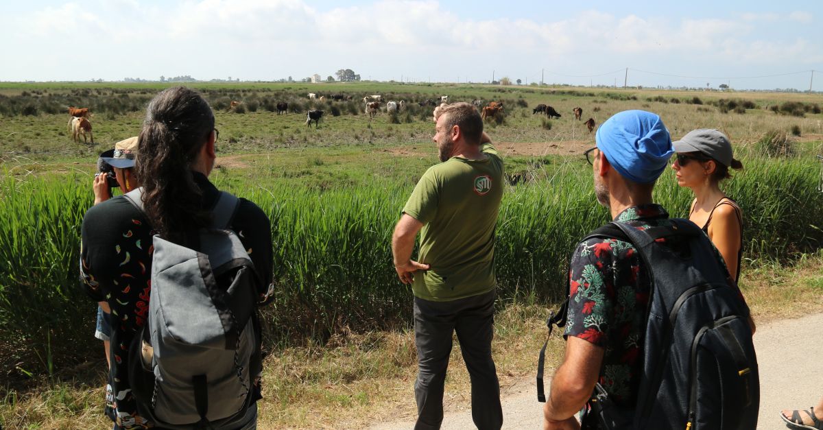Set artistes conviuen amb bous i pastors als Ports, l’Ebre i el Delta per inspirar futures creacions