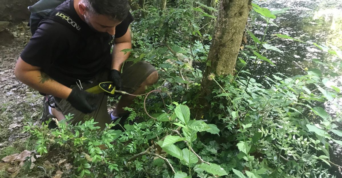 Un assaig teraputic podria preservar els boixos d’alt valor natural i cultural dels atacs de la papallona del boix
