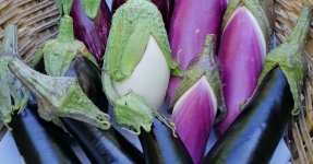 Montsi�: Productos de la huerta Km 0