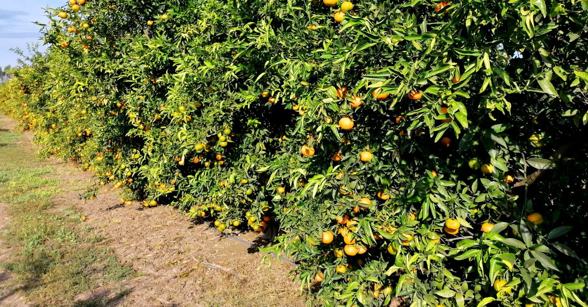 Augmenta un 20% la collita de clementines i mandarines