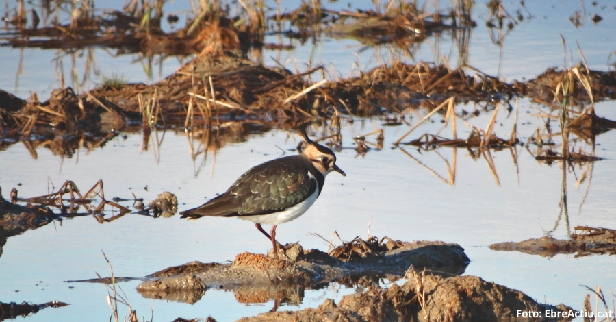 La poblaci d’ocells aqutics al Parc Natural del Delta de l’Ebre arriba als 257.000 exemplars aquest hivern