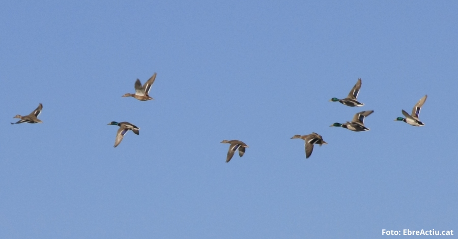 La poblaci� d&rsquo;ocells aqu�tics al Parc Natural del Delta de l&rsquo;Ebre arriba als 257.000 exemplars aquest hivern | EbreActiu.cat, revista digital d&rsquo;oci actiu | Terres de l&rsquo;Ebre ...