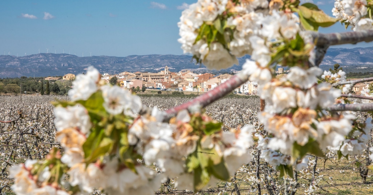 Augmenten els visitants per contemplar els camps de floraci dels arbres fruiters de la Ribera d’Ebre