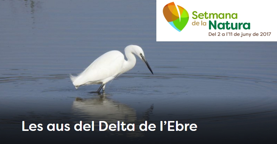 Las aves del Delta del Ebro