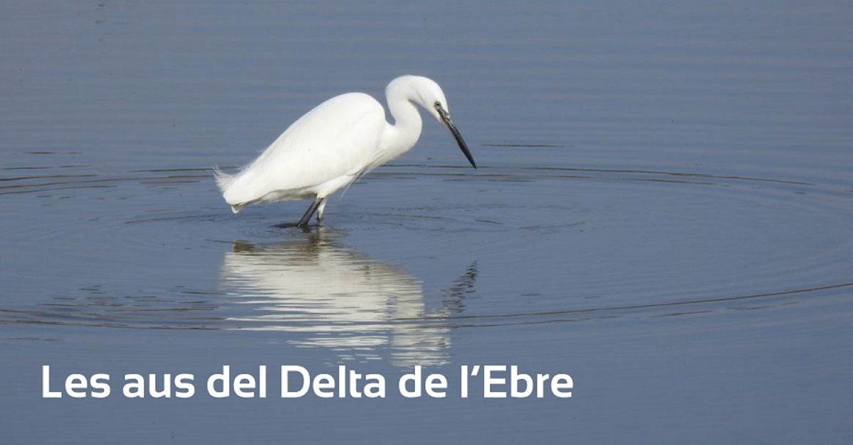 Salida de iniciaci�n ornitol�gica al Delta del Ebro