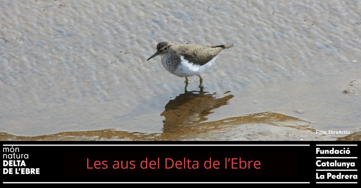 Les aus del Delta de l�Ebre