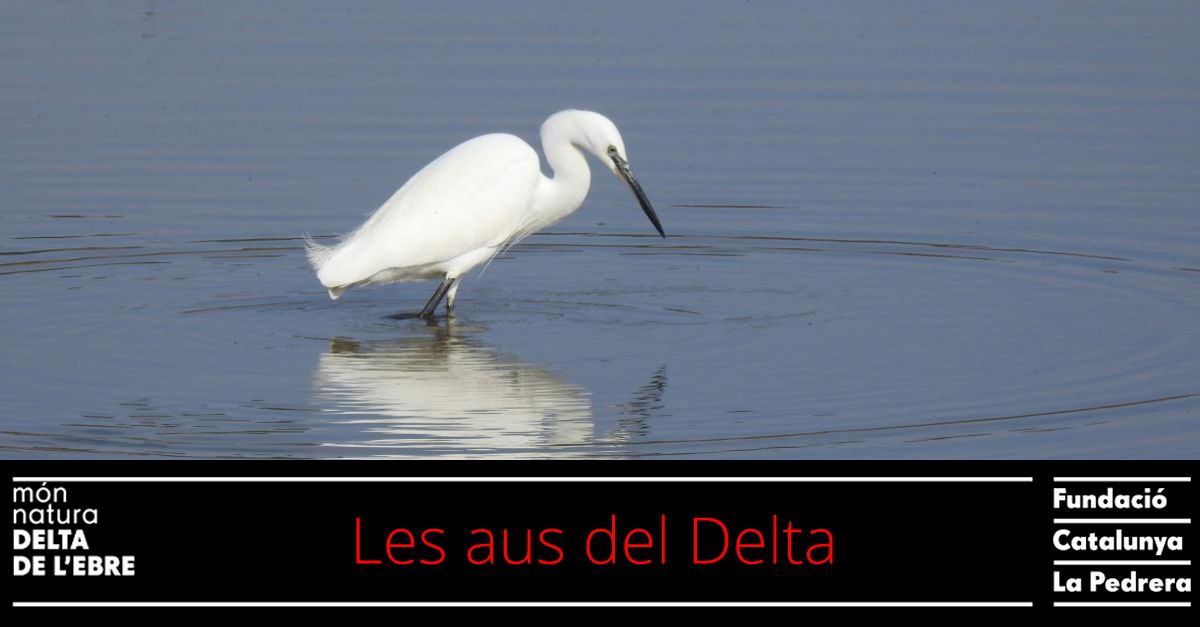 Les aus del Delta de l�Ebre. Sortida d�iniciaci� ornitol�gica al Delta de l�Ebre