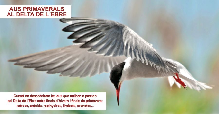 Curso �aves primaverales en el delta del Ebro�