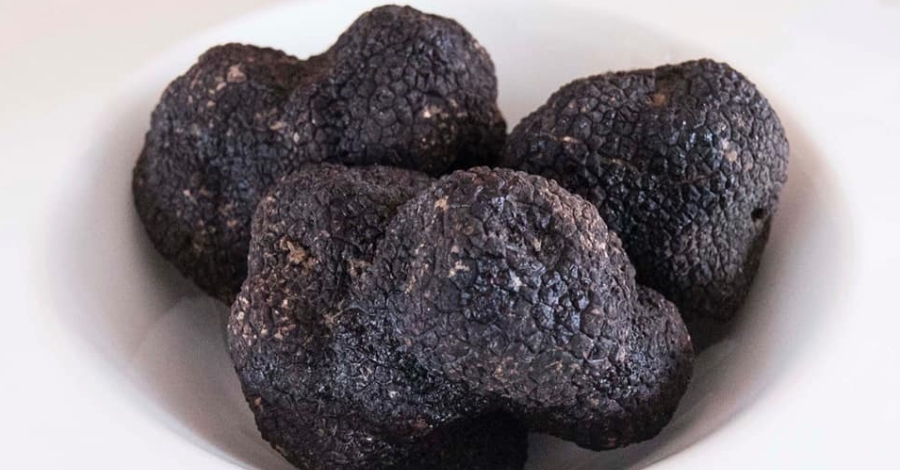 Avui comencen les XVII Jornades de la Trufa Morella-Els Ports | EbreActiu.cat, revista digital d’oci actiu | Terres de l’Ebre ...