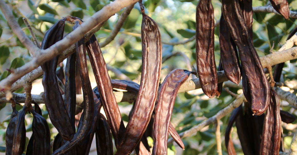 El preu de la garrofa cau fins als 30 cntims desprs de dos anys pels nvols: sn preus runosos | EbreActiu.cat, revista digital d’oci actiu | Terres de l’Ebre ...