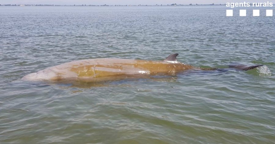 Alliberen una balena varada a pocs metres de la barra del Trabucador | EbreActiu.cat, revista digital d&rsquo;oci actiu | Terres de l&rsquo;Ebre ...