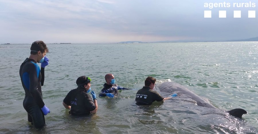 Alliberen una balena varada a pocs metres de la barra del Trabucador