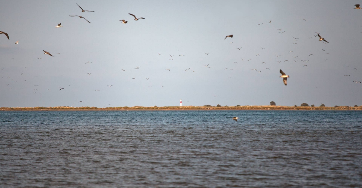 Bama Restaurant & Beachclub | EbreActiu.cat, revista digital d’oci actiu | Terres de l’Ebre ... Bama Restaurant & Beachclub | EbreActiu.cat, revista digital d’oci actiu | Terres de l’Ebre ...