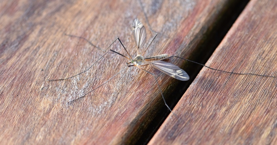Benicarl avana la campanya contra els mosquits a causa de les altes temperatures | EbreActiu.cat, revista digital d’oci actiu | Terres de l’Ebre ...
