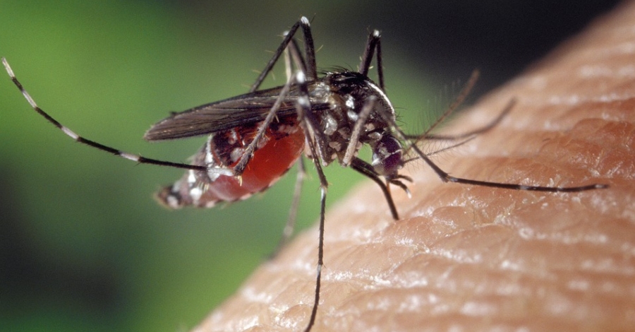 Benicarl pone en marcha la campaa contra el mosquito tigre