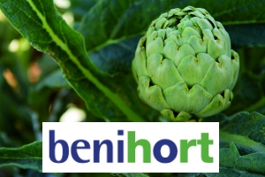 Comen�a la campanya de la �Carxofa de Benicarl� | EbreActiu.cat, revista digital d&rsquo;oci actiu | Terres de l&rsquo;Ebre ...