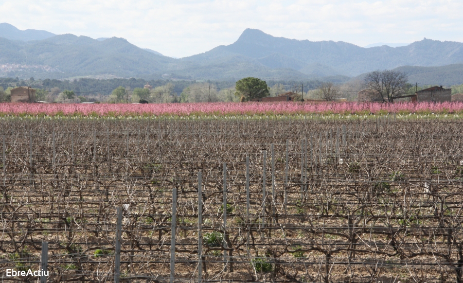 Benissanet | EbreActiu.cat, revista digital de ocio activo | Terres de l’Ebre... Benissanet | EbreActiu.cat, revista digital de ocio activo | Terres de l’Ebre...
