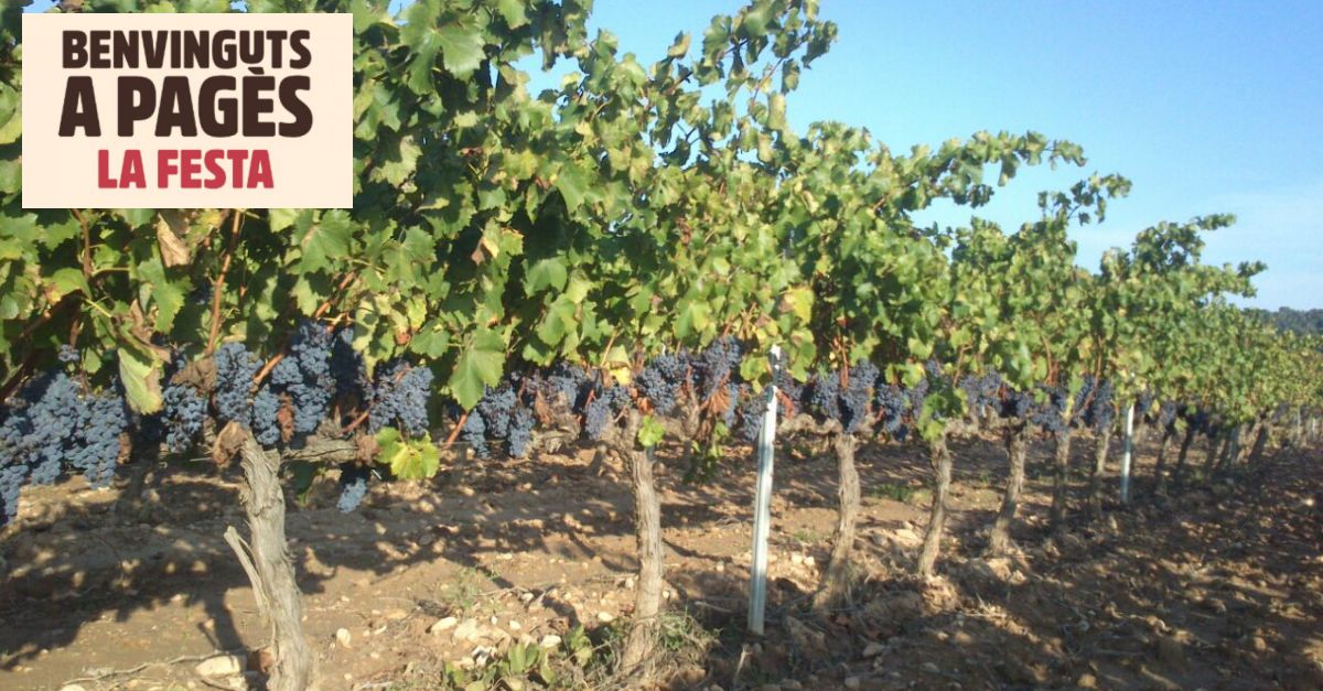 Benvinguts a pag�s 2024: Productes de Casa Llopis