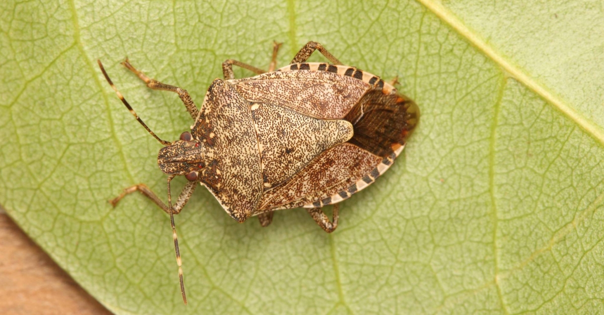 Agricultura crea un Comit Tcnic per fer front de manera conjunta a la plaga del bernat marbrejat | EbreActiu.cat, revista digital d’oci actiu | Terres de l’Ebre ...