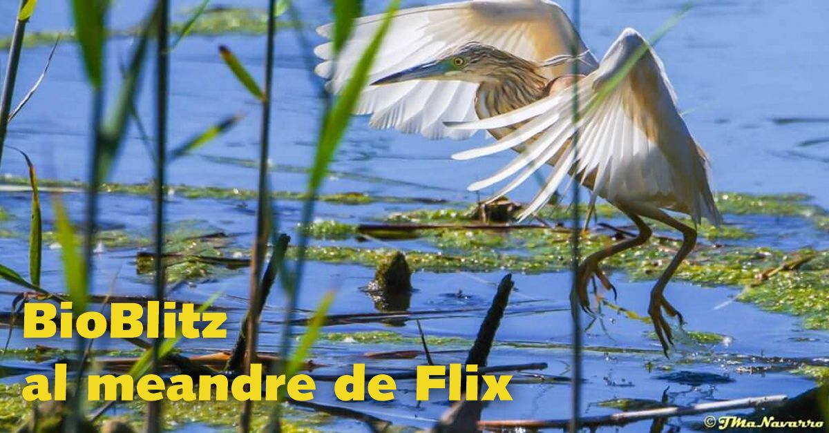 BioBlitz al meandre de Flix BioBlitz al meandre de Flix