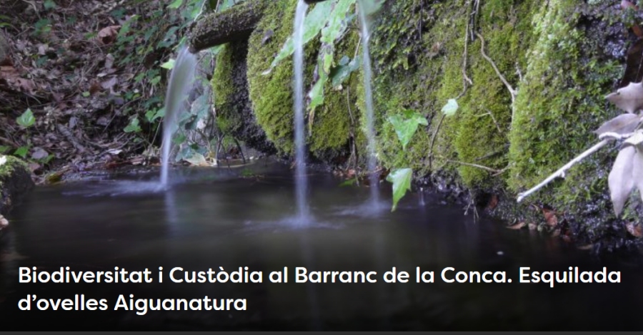 Setmana de la Natura. Biodiversitat i Cust�dia al Barranc de la Conca. Esquilada d�ovelles Aiguanatura