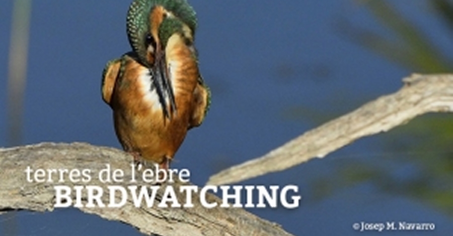 Publicada ledici agost 2015 del Birdwatching Terres de lEbre