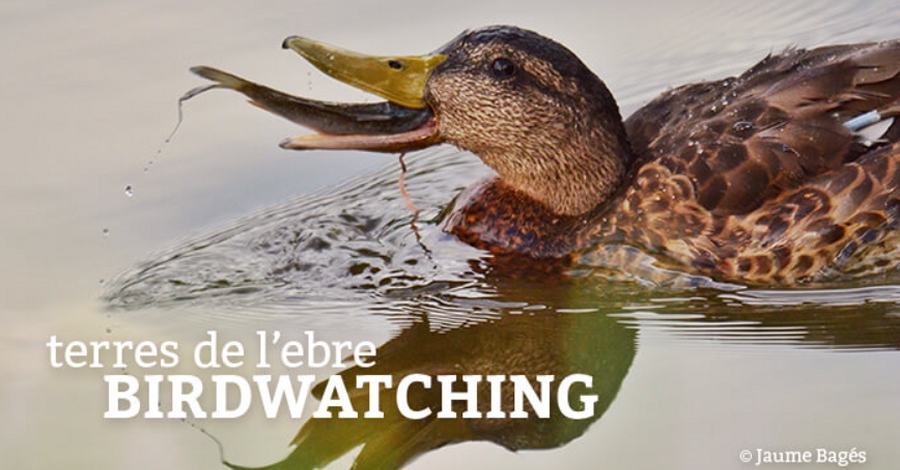 Butllet Birdwatching Terres de lEbre - agost 2017