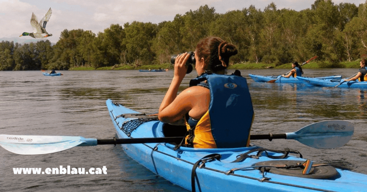 Birdwatching en piragua a les ribes de l�Ebre amb Enblau, creadors d�aventures