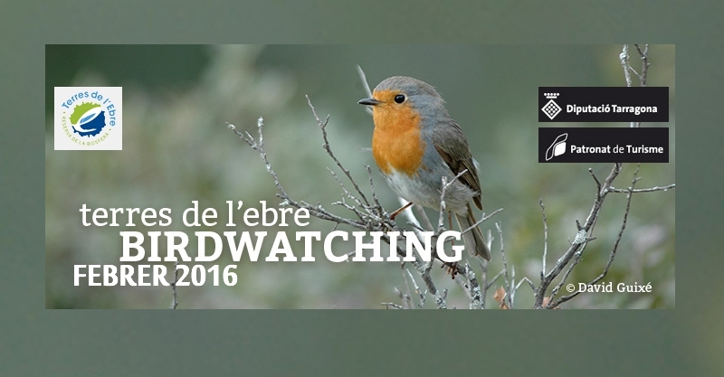 Butllet Birdwatching Terres de lEbre - febrer 2016