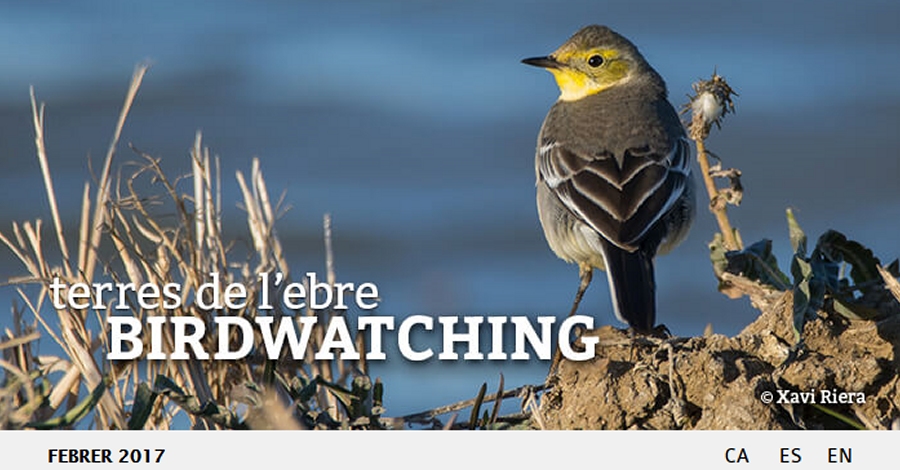 Publicada ledici febrer 2017 del Birdwatching Terres de lEbre
