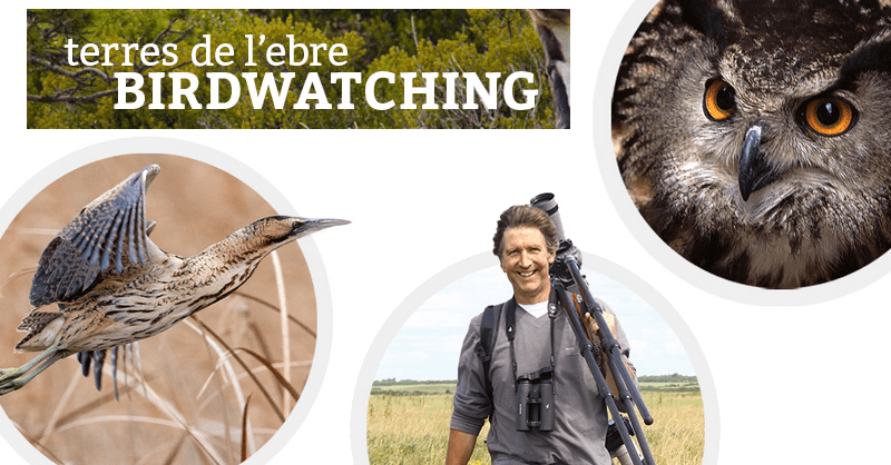 Birdwatching Terres de lEbre, agost 2014