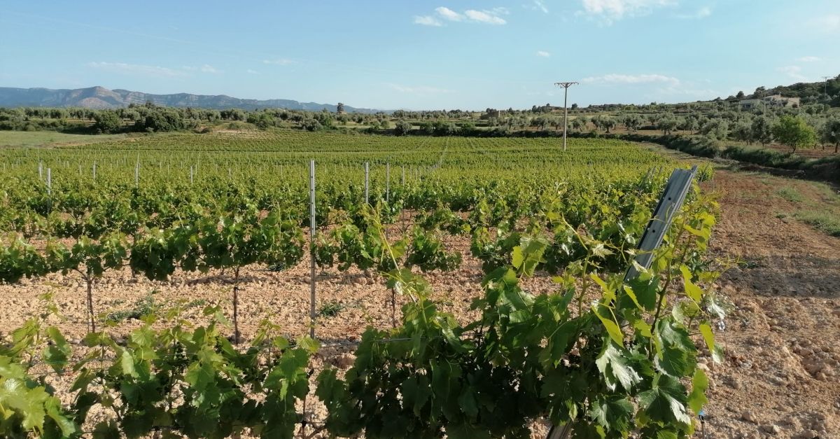Bodegas Crial | EbreActiu.cat, revista digital d&rsquo;oci actiu | Terres de l&rsquo;Ebre ...
