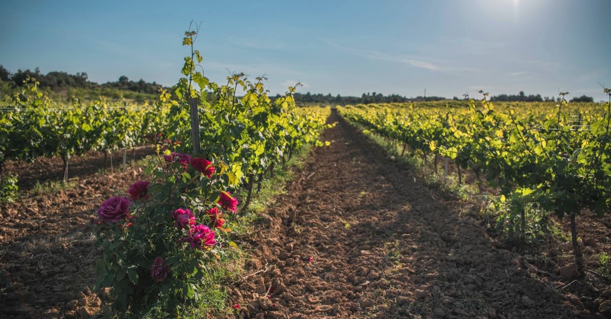 Bodegas Crial | EbreActiu.cat, revista digital de ocio activo | Terres de l&rsquo;Ebre...