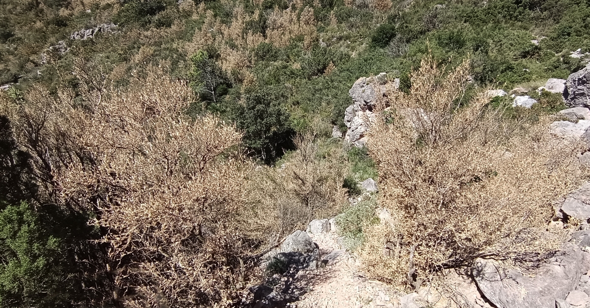 La plaga de la papallona del boix sestn al Baix Ebre i al Montsi