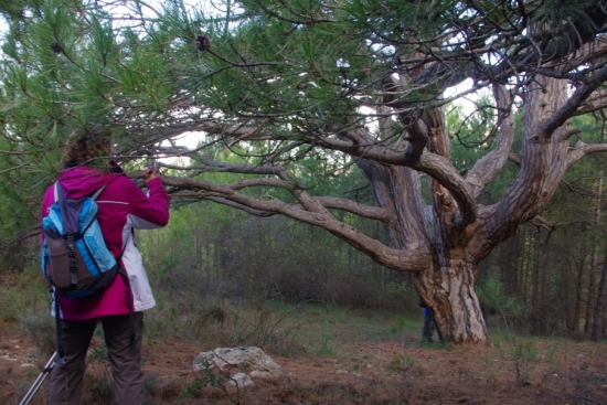Boscos del Sud (especial Setmana Santa)