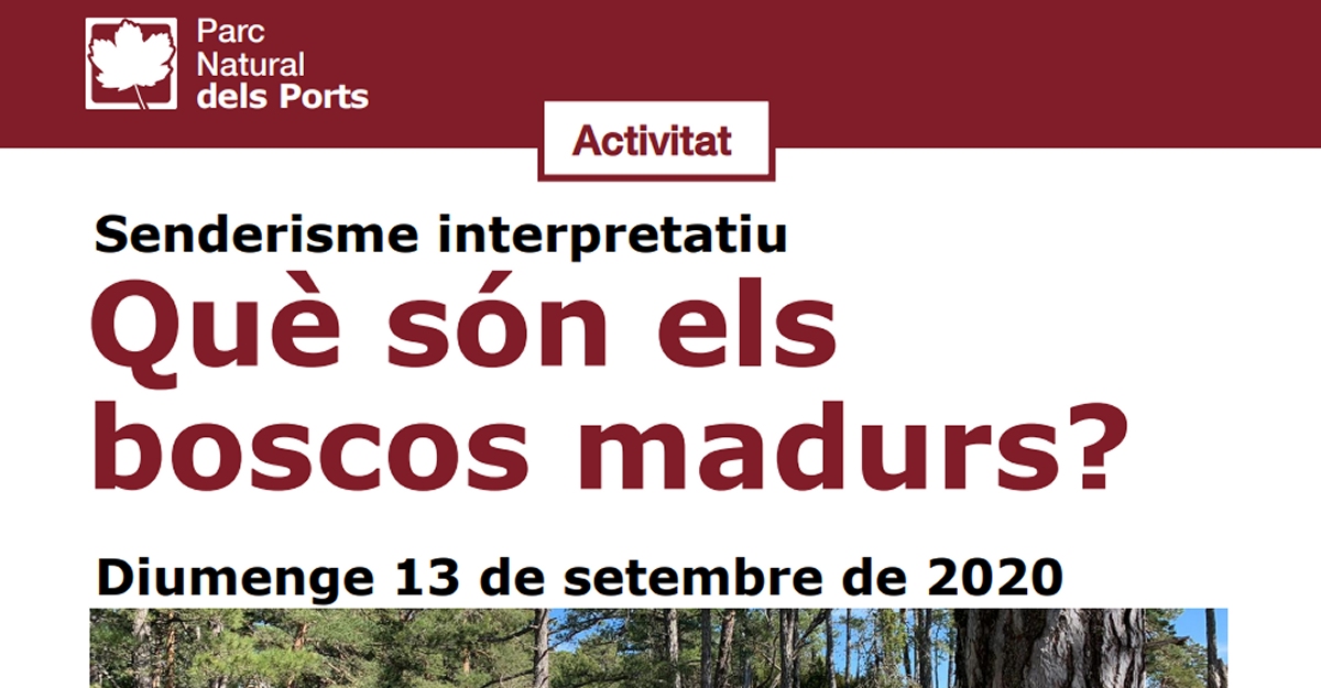 Senderismo interpretativo: Qu� son los bosques maduros
