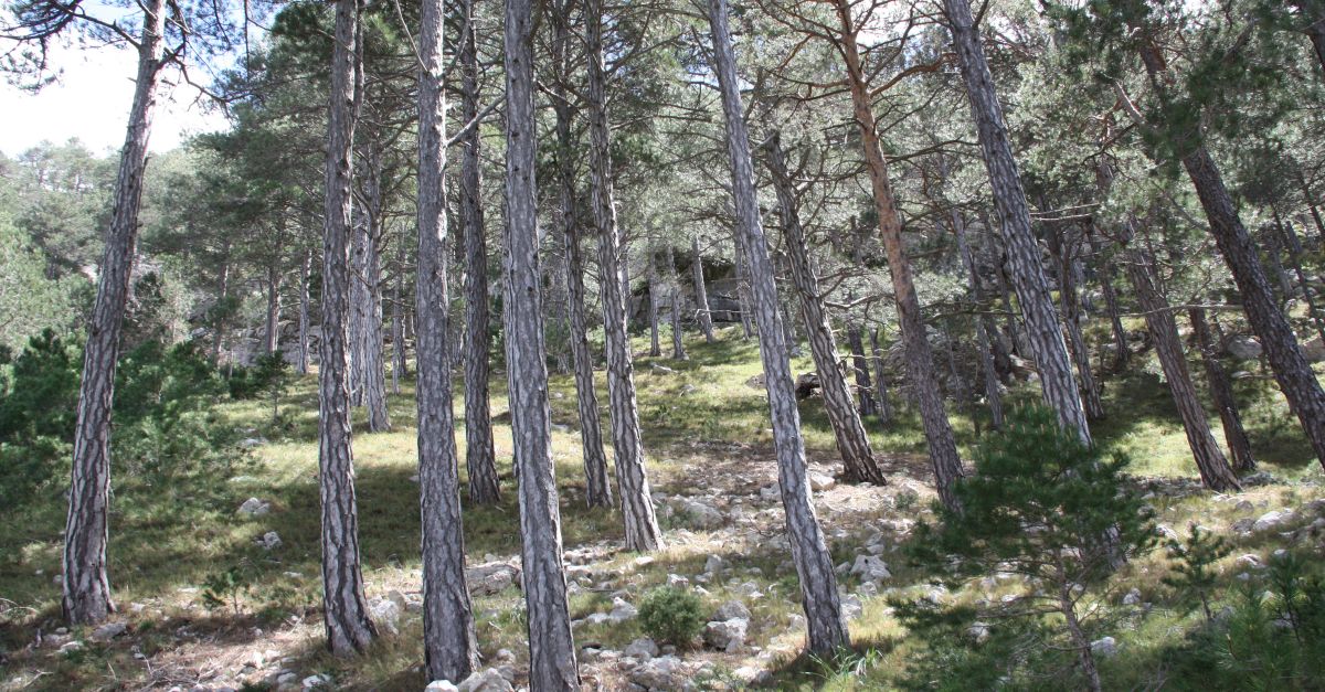 Senderisme interpretatiu: Els Boscos Madurs Senderisme interpretatiu: Els Boscos Madurs