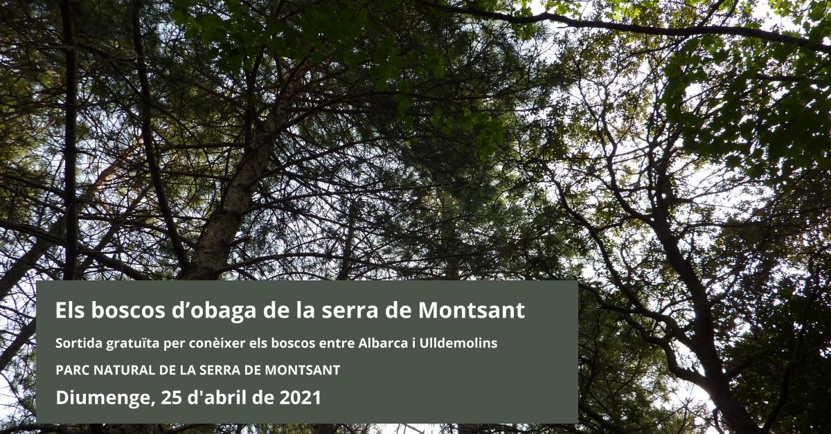 Los bosques de umbr�a de la sierra de Montsant